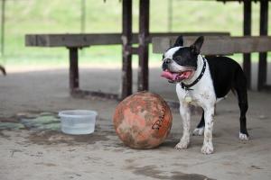 DuSable Dog Park