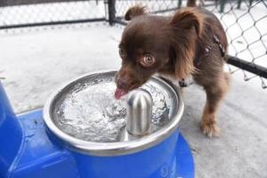 Vista Meadows Dog Park