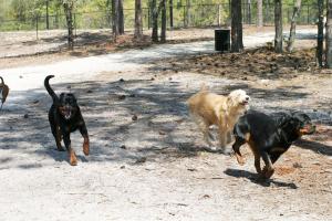 Waggin' Tails Dog Park