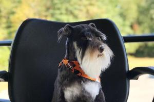 Polished Pooch Grooming Salon