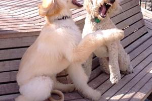 Washington Square Park Dog Run