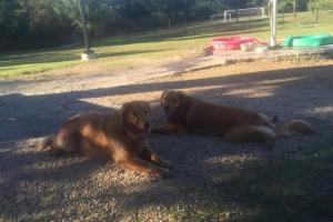 Cattail Dog Park