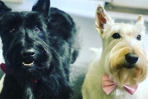 The Houndstooth Mobile Pet Grooming
