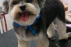 A Pet Spa Grooming