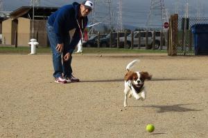Seal Point Harbor Dog Park