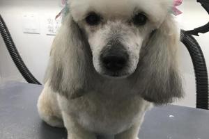 Colleens Mobile Pet Spa