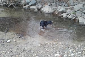Southbury Dog Park