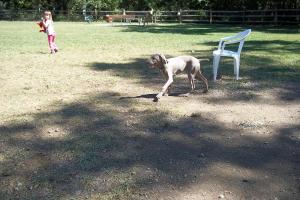 Penn Hills Dog Park