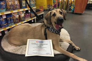 PetSmart Training