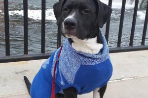 Jen's Happy Pets, LLC