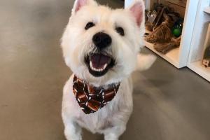 Splash and Dash Groomerie & Boutique