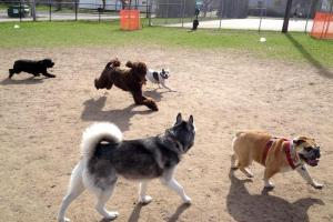 Wags West Dog Park