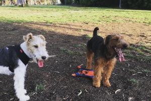 South Park Dog Park