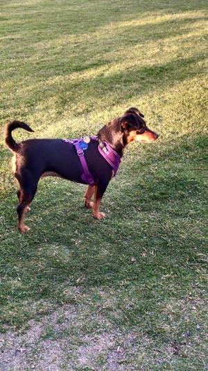 Esselmont Dog Park
