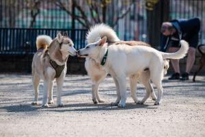 Puptown at MargatePark
