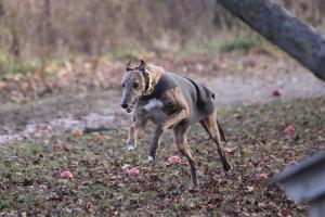 Outagamie County Pet Exercise Area