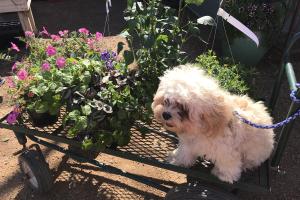 Enchanted Gardens