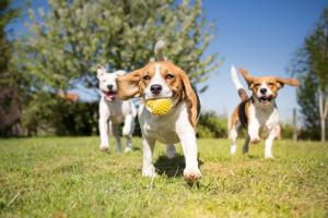 Hartman Road Dog Park