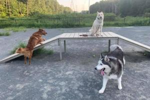 Harrison K9 Training