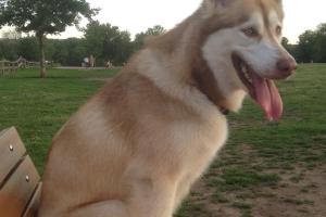 Thomas S. Stoll Dog Park
