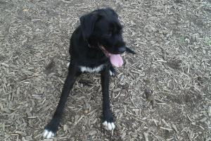 Rancho Caninos Dog Park