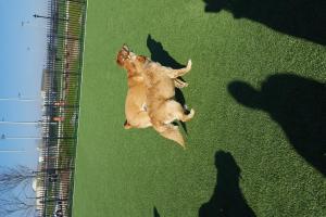 Bay Park Dog Park