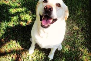 The New Stono River Kennel