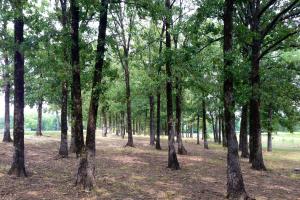 Conway's PetSafe Dog Park