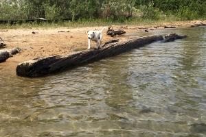 Dog Beach Park