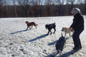 Weston Dog Park