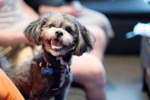Muddy Dog and the Curious Cat Grooming