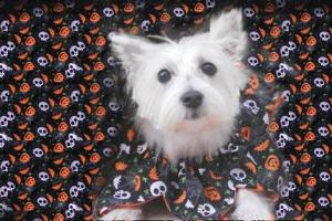 The Pet Maven