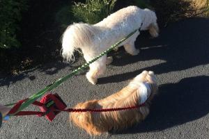 Tender Loving Pet Care