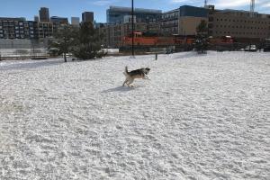Railyard Dog Park