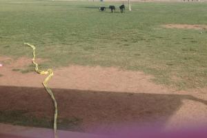 Roscoe Dog Park
